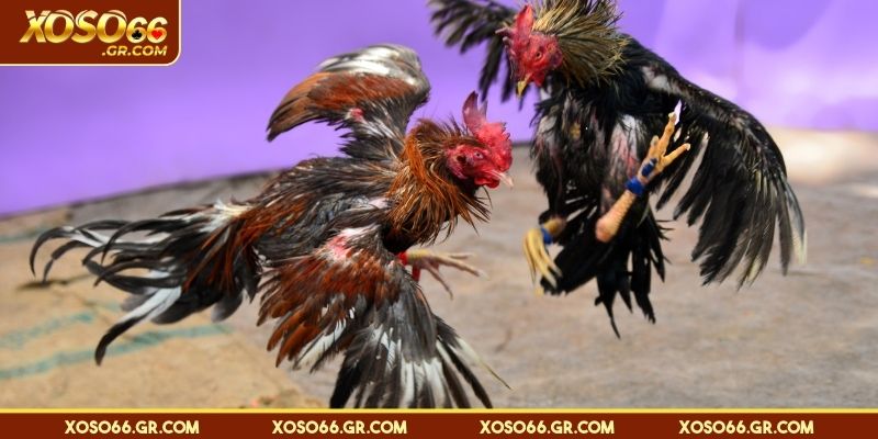 Cách xác định kết quả trận đấu