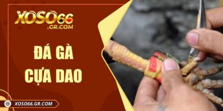 Đá gà cựa dao