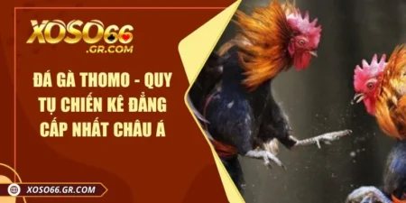 Đá gà Thomo