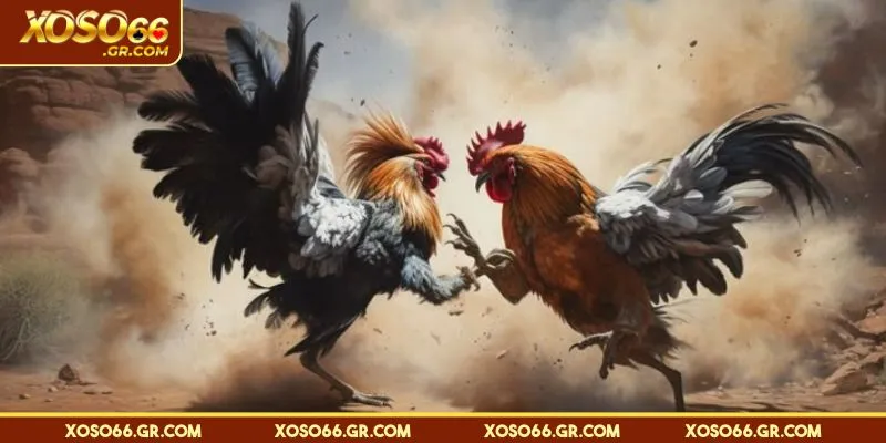 Điều gì tạo nên sự khác biệt của đá gà Thomo?