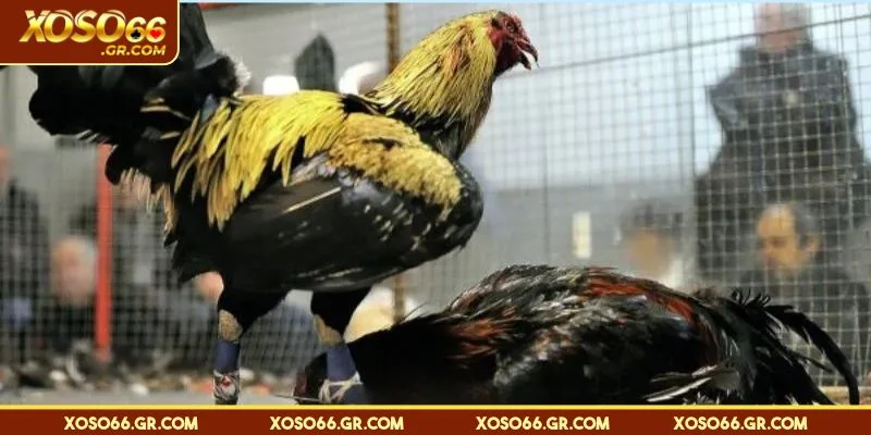 Những hình thức đá kê hấp dẫn nhất hiện nay