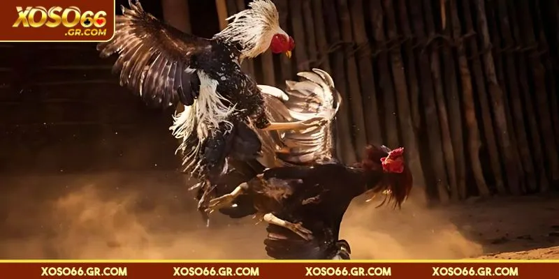 Thể thức thi đấu đá gà Thomo cập nhật mới nhất 2025